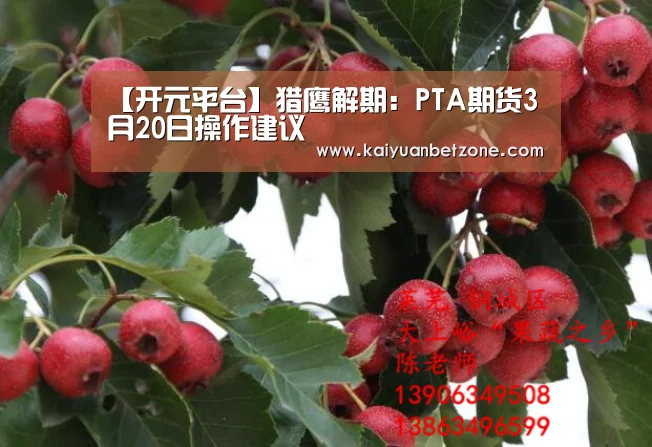【开元平台】猎鹰解期:PTA期货3月20日操作建议(图1) 开元娱乐