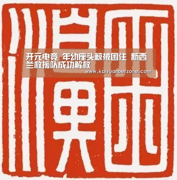 开元电竞_年幼座头鲸被困住 新西兰救援队成功解救(图1) 开元娱乐